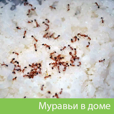 Муравьи в доме в Сызрани